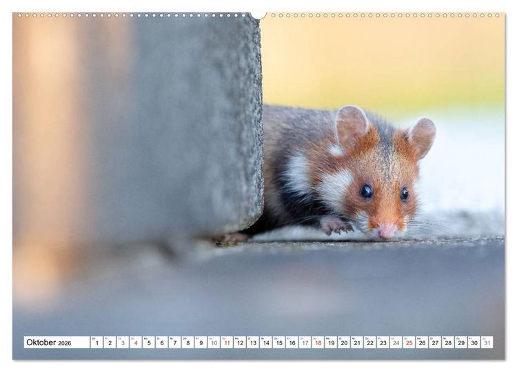 Produktbild: Herzige Feldhamster - farbenfrohe Nagetiere im st&auml;dtischen Lebensraum (hochwertiger Premium Wandkalender 2026 DIN A2 quer), Kunstdruck in Hochglanz