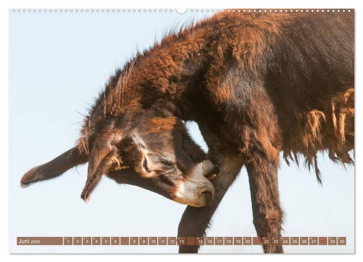 Produktbild: Kunterbunte Eselwelt - Liebenswerte Langohren (Wandkalender 2026 DIN A2 quer), CALVENDO Monatskalender