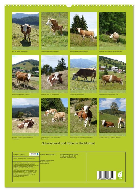 Produktbild: Schwarzwald und K&uuml;he im Hochformat (hochwertiger Premium Wandkalender 2026 DIN A2 hoch), Kunstdruck in Hochglanz