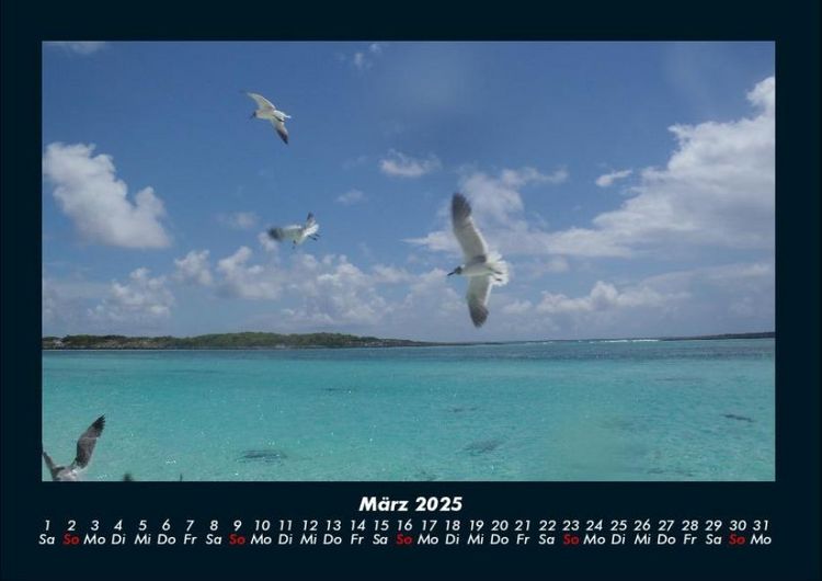 Produktbild: Vogelparadies 2025 Fotokalender DIN A4