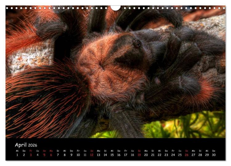 Produktbild: Mystische Vogelspinnen (Wandkalender 2026 DIN A3 quer), CALVENDO Monatskalender