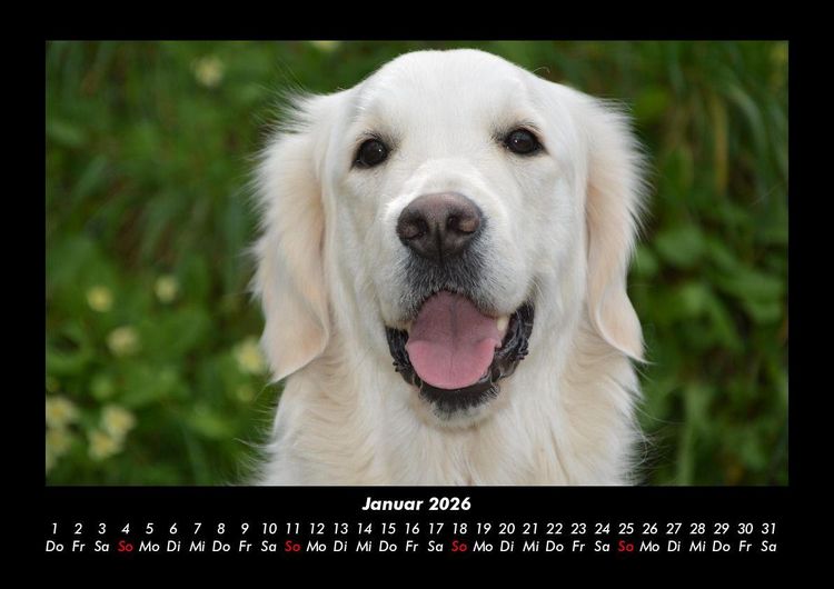 Produktbild: Der Hundekalender 2026 Fotokalender DIN A3