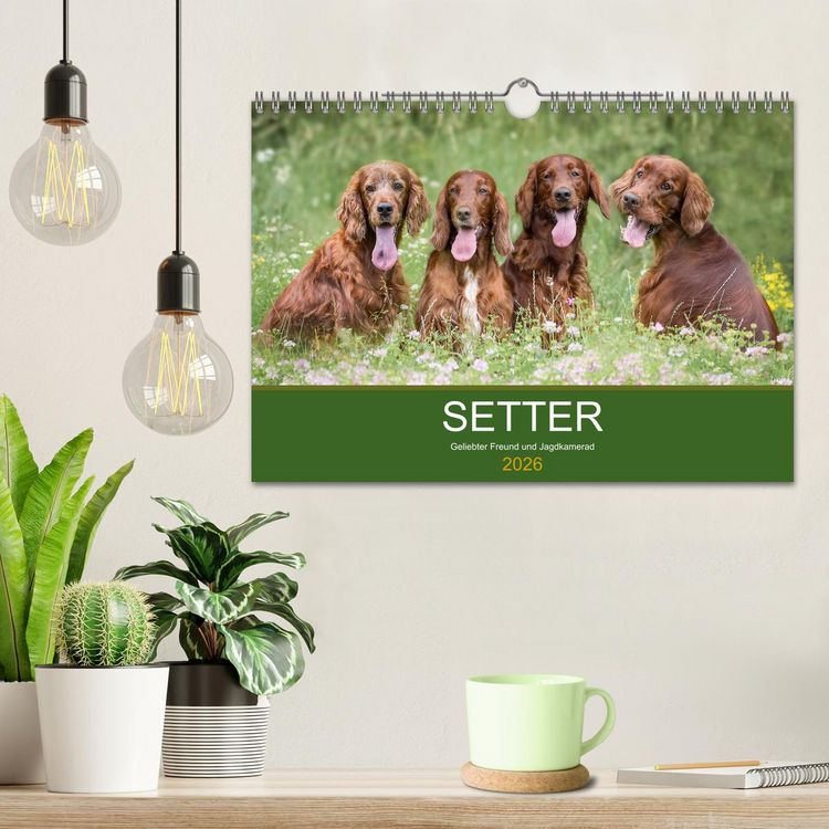 Produktbild: Setter - Geliebter Freund und Jagdkamerad (Wandkalender 2026 DIN A4 quer), CALVENDO Monatskalender