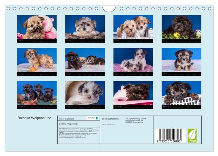 Produktbild: Bolonka Welpenstube (Wandkalender 2026 DIN A4 quer), CALVENDO Monatskalender