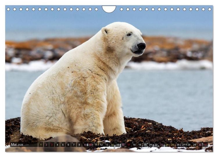 Produktbild: AN DER HUDSON BAY (Wandkalender 2026 DIN A4 quer), CALVENDO Monatskalender