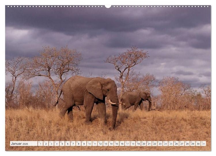 Produktbild: S&uuml;dafrika / Landschaften & Tiere / Christian Heeb (hochwertiger Premium Wandkalender 2026 DIN A2 quer), Kunstdruck in Hochglanz