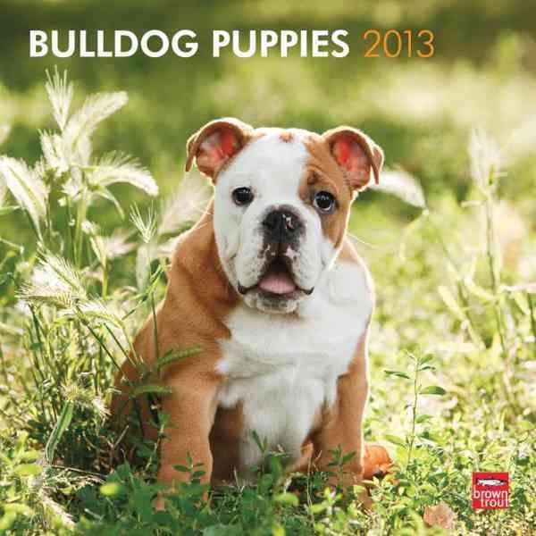 Produktbild: Bulldog Puppies 2013 Calendar