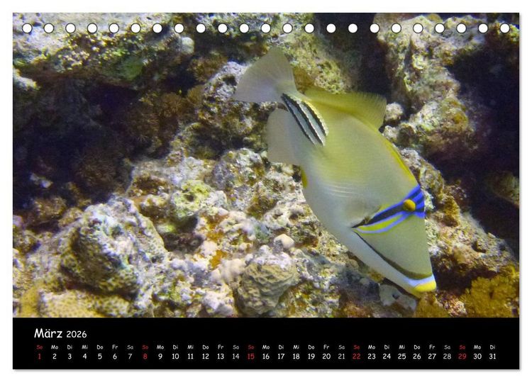 Produktbild: Rotes Meer - Unterwasserimpressionen (Tischkalender 2026 DIN A5 quer), CALVENDO Monatskalender