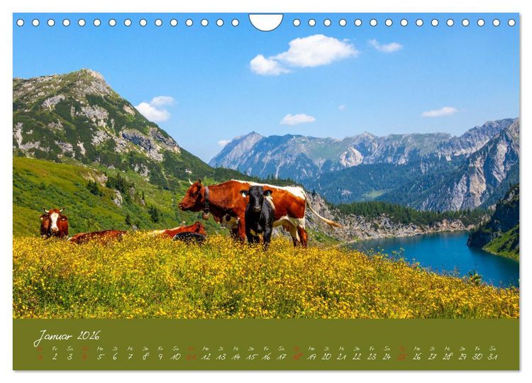 Produktbild: Friedliche K&uuml;he (Wandkalender 2026 DIN A4 quer), CALVENDO Monatskalender