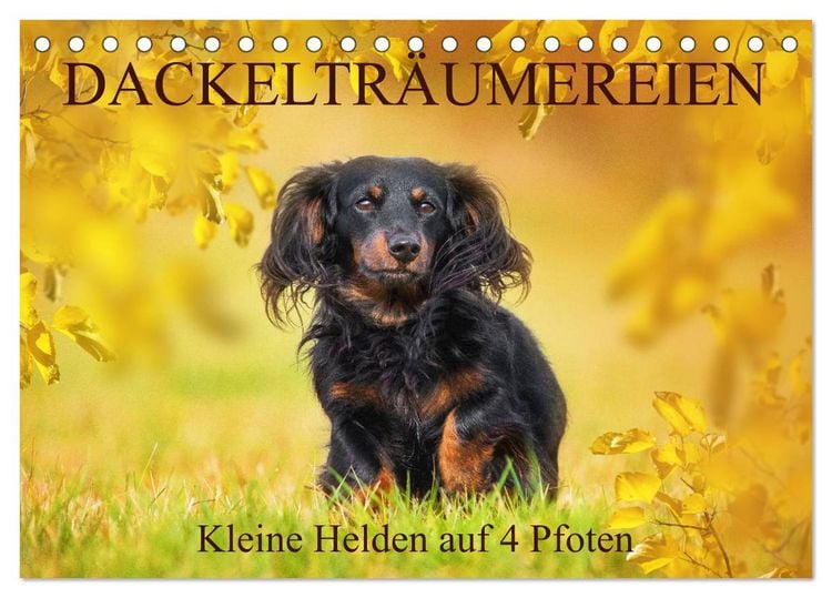 Produktbild: Dackeltr&auml;umereien - Kleine Helden auf 4 Pfoten (Tischkalender 2026 DIN A5 quer), CALVENDO Monatskalender