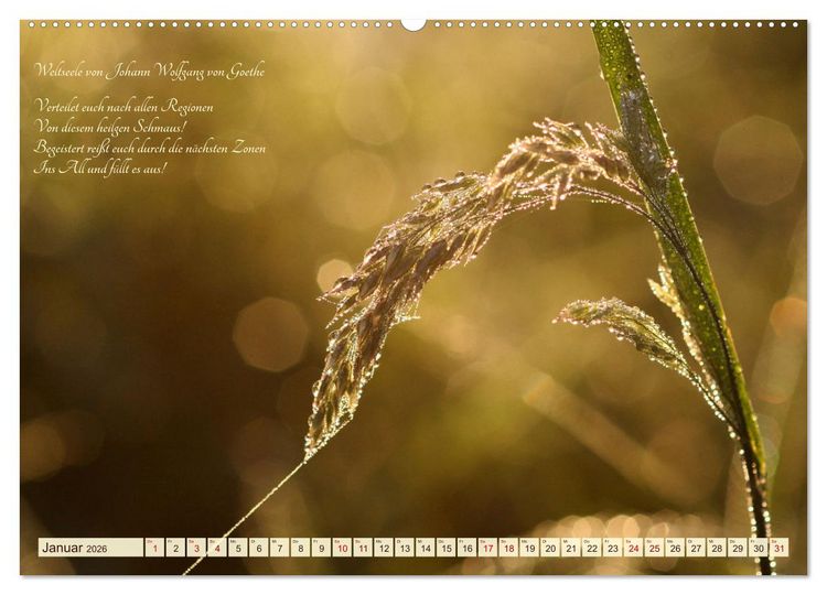 Produktbild: Sommergr&auml;ser (Wandkalender 2026 DIN A2 quer), CALVENDO Monatskalender
