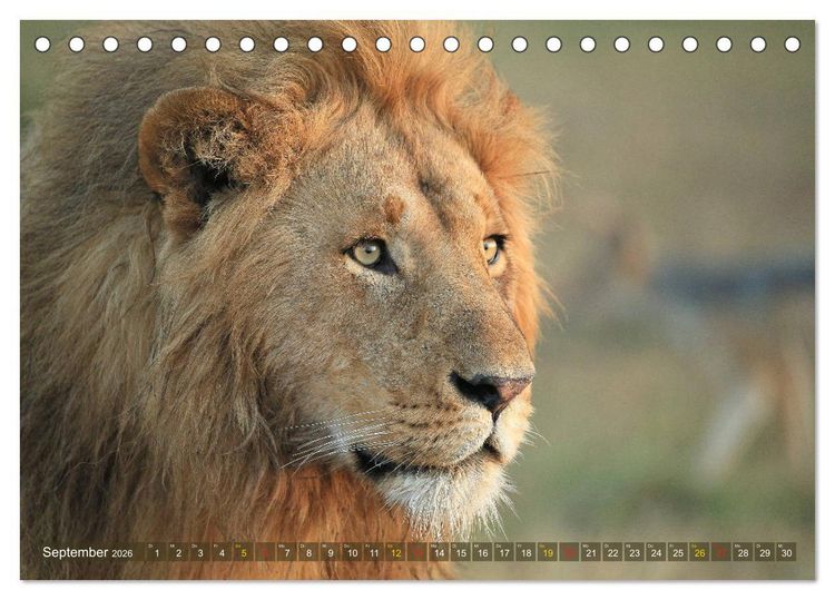 Produktbild: L&ouml;wen und Leoparden - Begegnungen in Afrika (Tischkalender 2026 DIN A5 quer), CALVENDO Monatskalender