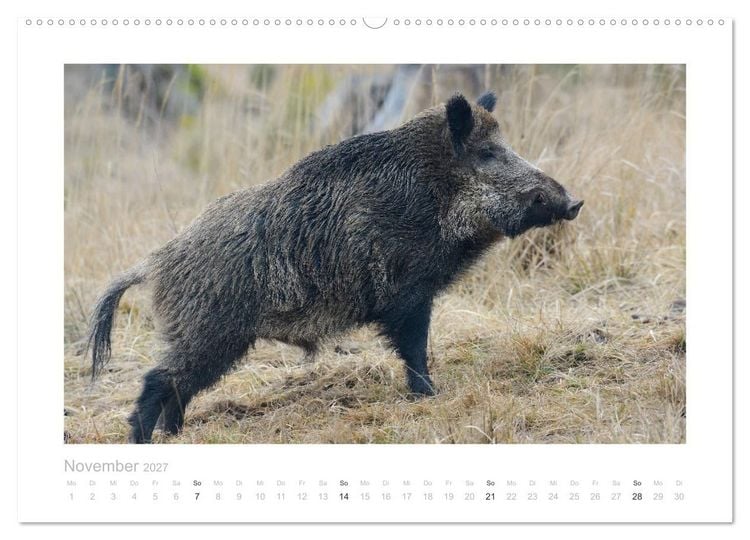Produktbild: Wildschweine &ndash; Wildlife Fotografien (Wandkalender 2027 DIN A2 quer), CALVENDO Monatskalender