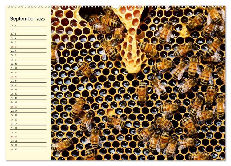 Produktbild: Flei&szlig;ige Bienen. Von der Bl&uuml;te bis zum Honig (Wandkalender 2026 DIN A2 quer), CALVENDO Monatskalender