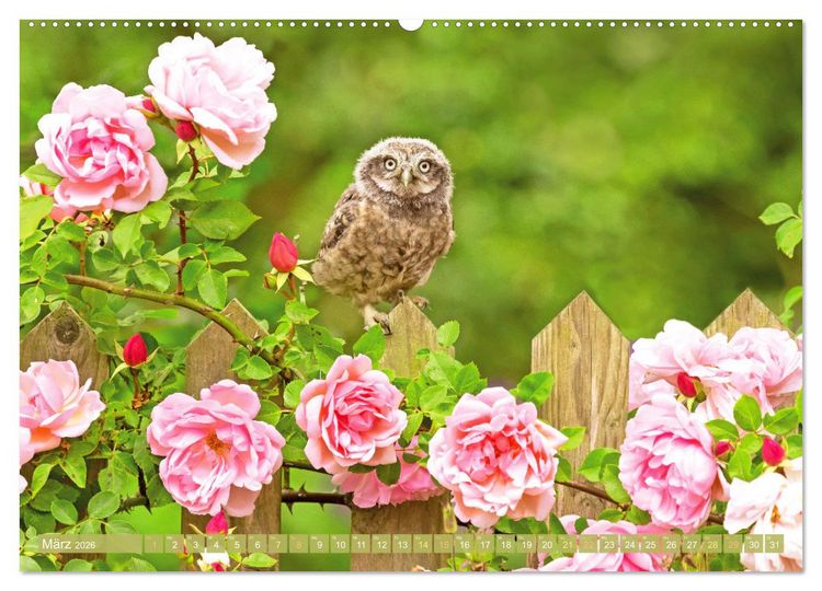 Produktbild: Wald-Kindergarten: Tierkinder im Wald (Wandkalender 2026 DIN A2 quer), CALVENDO Monatskalender