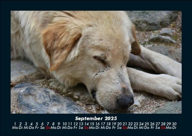 Produktbild: Der Hundekalender 2025 Fotokalender DIN A5