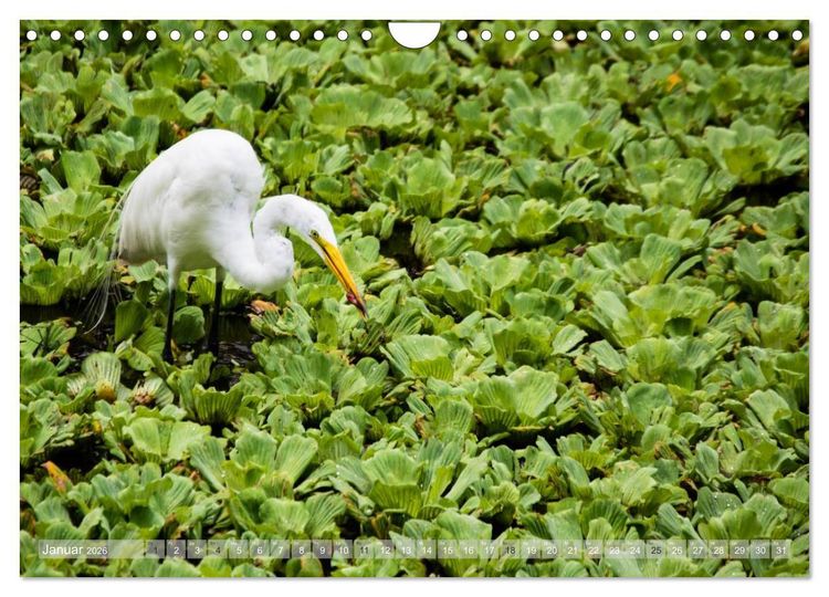 Produktbild: Florida. Sonne und Meer (Wandkalender 2026 DIN A4 quer), CALVENDO Monatskalender