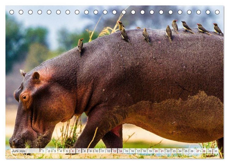 Produktbild: Sambia - ein gro&szlig;artiges Land (Tischkalender 2026 DIN A5 quer), CALVENDO Monatskalender