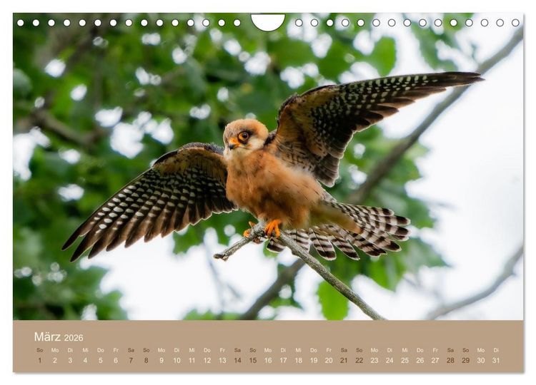Produktbild: Jenseits der Z&auml;une (Wandkalender 2026 DIN A4 quer), CALVENDO Monatskalender