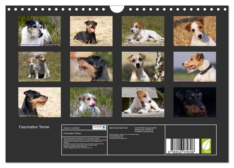 Produktbild: Faszination Terrier (Wandkalender 2026 DIN A4 quer), CALVENDO Monatskalender