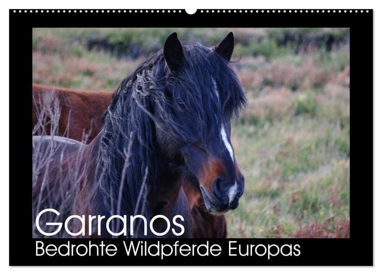 Produktbild: Garranos - Bedrohte Wildpferde Europas (Wandkalender 2026 DIN A2 quer), CALVENDO Monatskalender