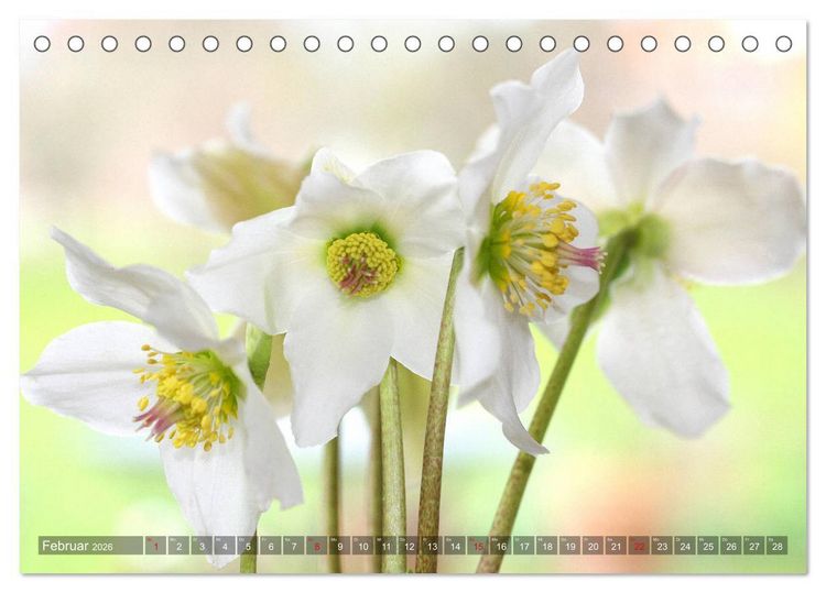 Produktbild: Christrosen (Tischkalender 2026 DIN A5 quer), CALVENDO Monatskalender