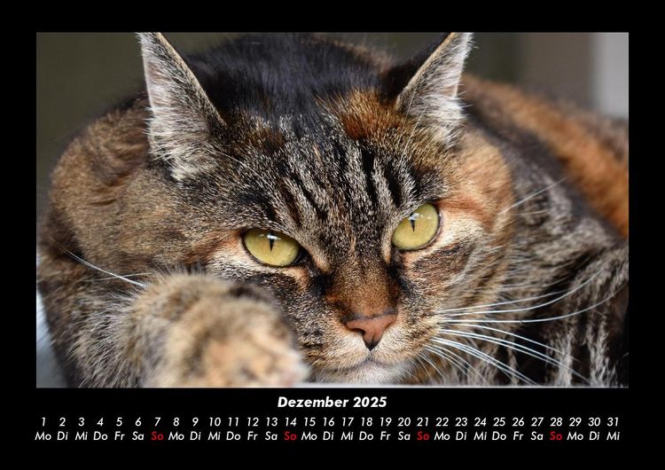 Produktbild: F&uuml;r Katzenfreunde 2025 Fotokalender DIN A3
