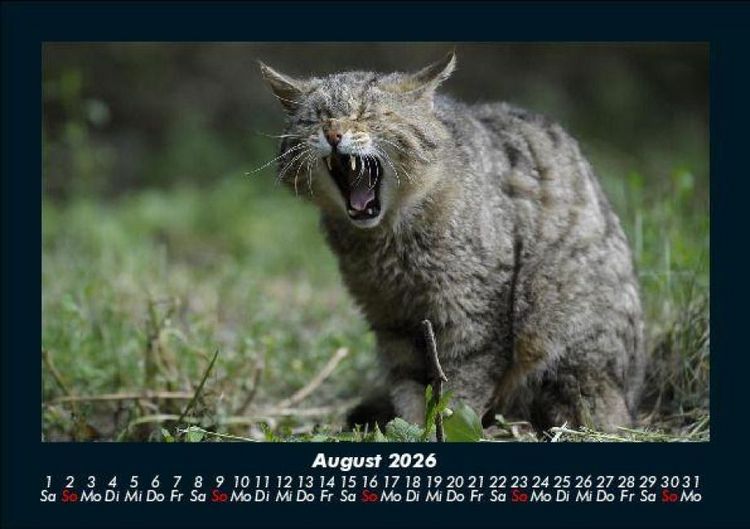 Produktbild: F&uuml;r Katzenfreunde 2026 Fotokalender DIN A5