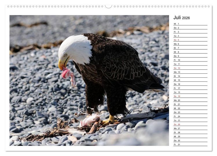 Produktbild: Alaskas Tierwelt - Paradies im Norden (Wandkalender 2026 DIN A2 quer), CALVENDO Monatskalender