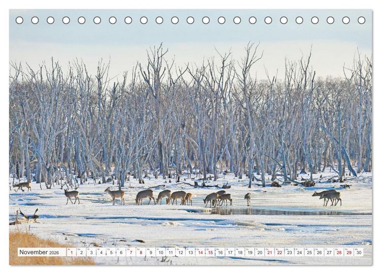 Produktbild: Wildes Japan - Hokkaido im Winter (Tischkalender 2026 DIN A5 quer), CALVENDO Monatskalender