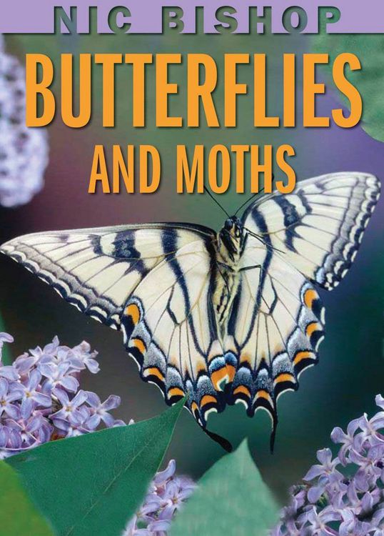 Produktbild: Nic Bishop: Butterflies and Moths