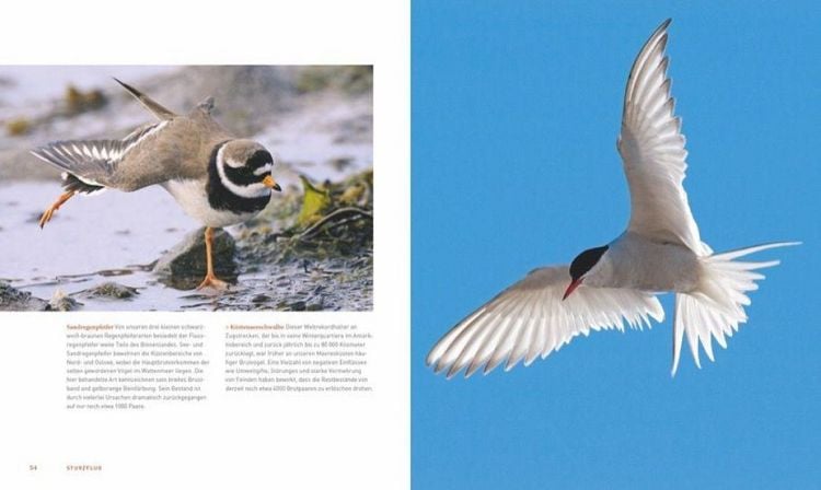 Produktbild: Unsere einzigartige Vogelwelt