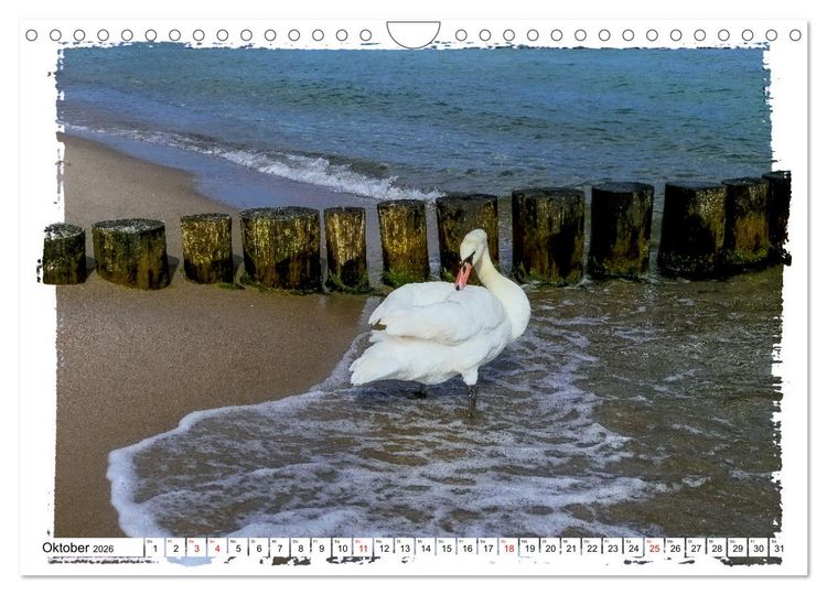 Produktbild: Zingst Sehnsucht nach Meer (Wandkalender 2026 DIN A4 quer), CALVENDO Monatskalender