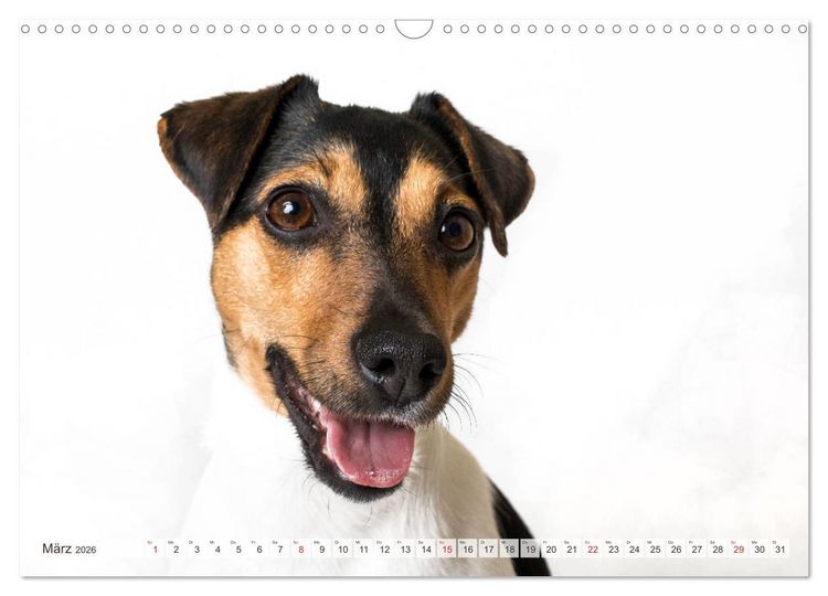 Produktbild: Kleine Hunde - Gro&szlig;e Blicke (Wandkalender 2026 DIN A3 quer), CALVENDO Monatskalender
