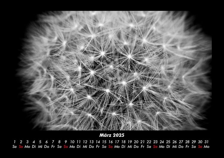 Produktbild: Blumentr&auml;ume 2025 Fotokalender DIN A3