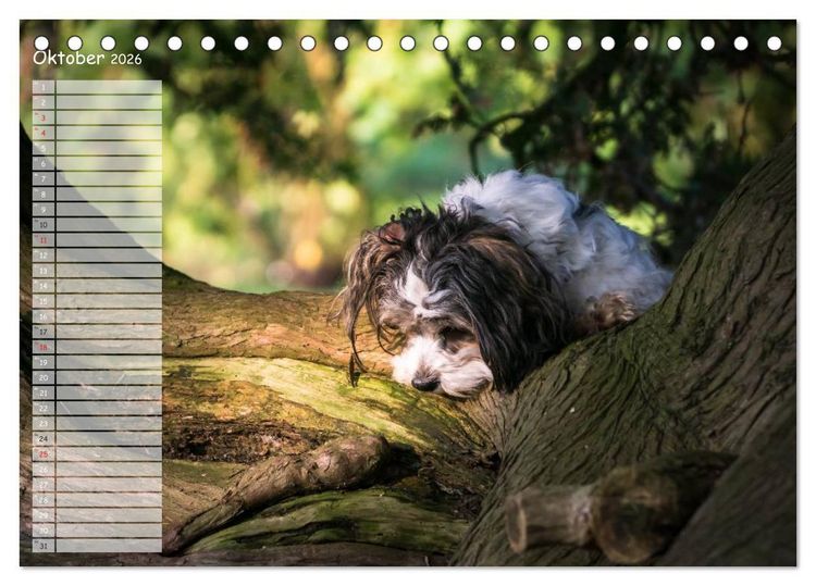 Produktbild: Spa&szlig; mit Havanesern (Tischkalender 2026 DIN A5 quer), CALVENDO Monatskalender