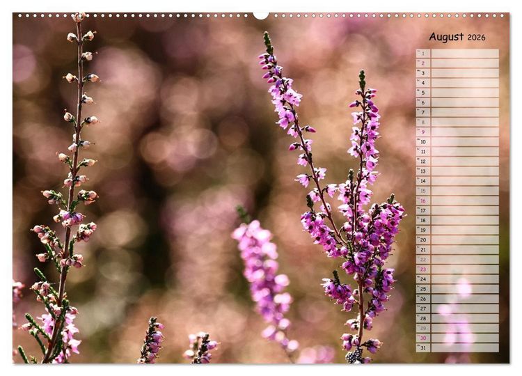 Produktbild: Heidespaziergang (Wandkalender 2026 DIN A2 quer), CALVENDO Monatskalender