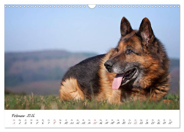 Produktbild: Deutsche Sch&auml;ferhunde - Liebenswerte Graunasen (Wandkalender 2026 DIN A3 quer), CALVENDO Monatskalender