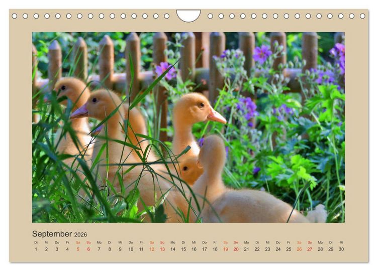 Produktbild: Wer schnattert und gackert denn da? - K&uuml;ken-Edition (Wandkalender 2026 DIN A4 quer), CALVENDO Monatskalender
