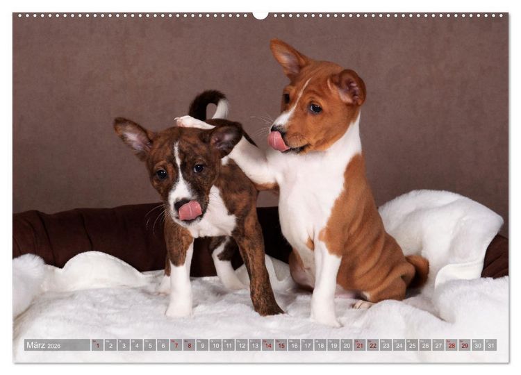 Produktbild: Basenji-Sch&ouml;nheiten (hochwertiger Premium Wandkalender 2026 DIN A2 quer), Kunstdruck in Hochglanz