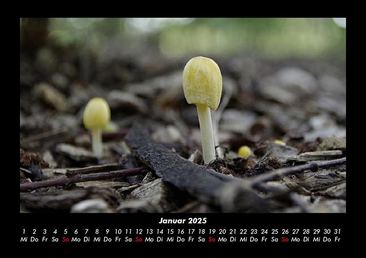 Produktbild: Pilzkalender 2025 Fotokalender DIN A3