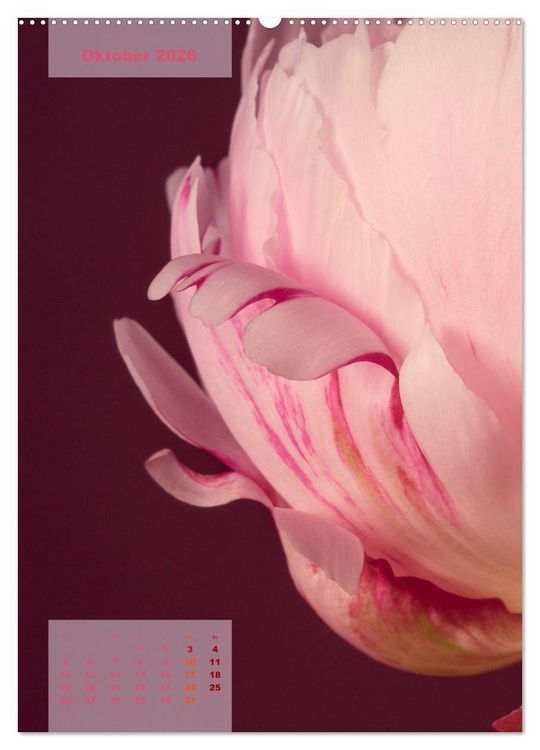 Produktbild: Die K&ouml;nigin der Rosen (hochwertiger Premium Wandkalender 2026 DIN A2 hoch), Kunstdruck in Hochglanz