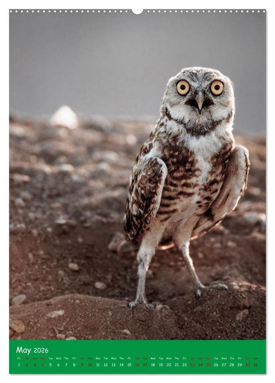 Produktbild: Our wild nature, American birds (High Quality Premium Wall Calendar 2026 DIN A2 portrait),CALVENDO 12 Month Wall Calendar