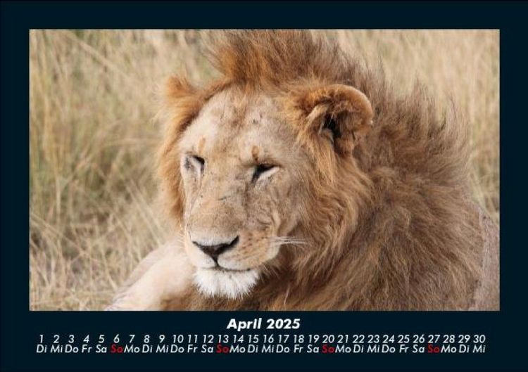 Produktbild: L&ouml;wen in der Wildnis 2025 Fotokalender DIN A5