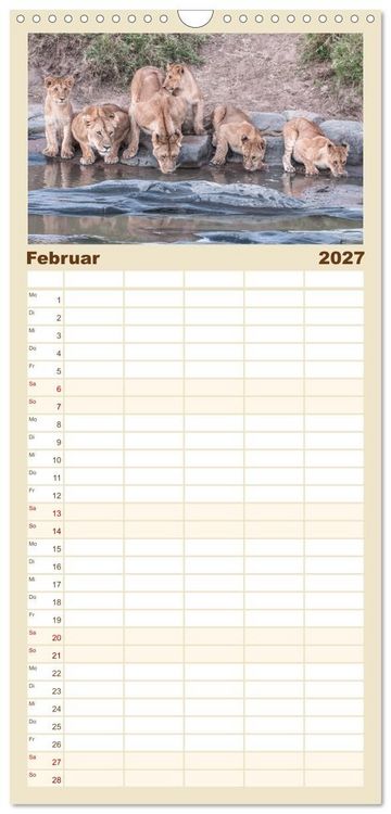 Produktbild: Familienplaner 2027 - L&ouml;wen - Raubkatzen Afrikas mit 5 Spalten (Wandkalender, 21 x 45 cm) CALVENDO