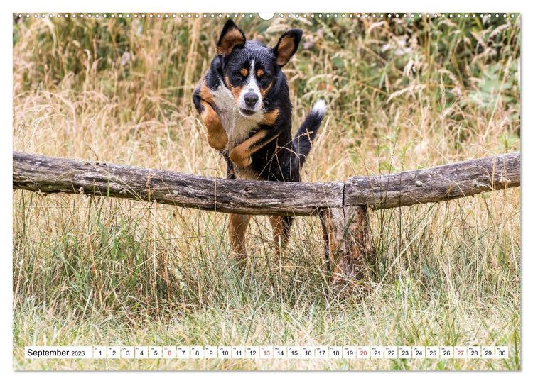 Produktbild: Gro&szlig;er Schweizer Sennenhund (hochwertiger Premium Wandkalender 2026 DIN A2 quer), Kunstdruck in Hochglanz
