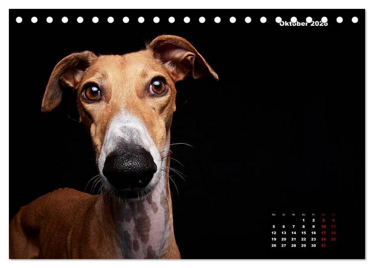 Produktbild: Die Stimme der Windhunde (Tischkalender 2026 DIN A5 quer), CALVENDO Monatskalender