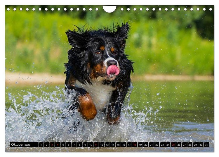 Produktbild: Berner Sennenhunde in Action (Wandkalender 2026 DIN A4 quer), CALVENDO Monatskalender