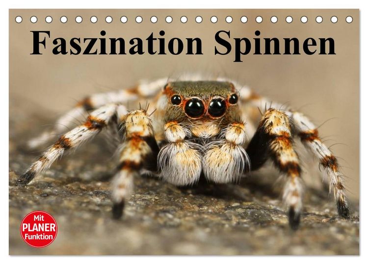 Produktbild: Faszination Spinnen (Tischkalender 2026 DIN A5 quer), CALVENDO Monatskalender