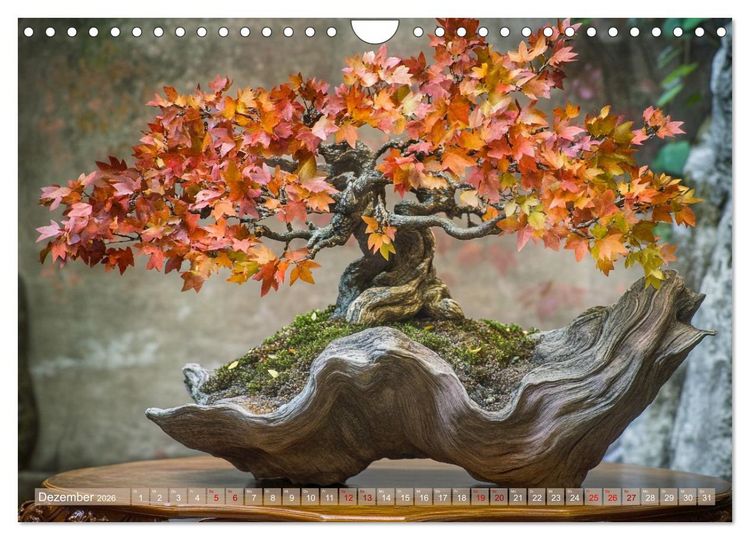 Produktbild: Bonsai, die formvollendete Kunst (Wandkalender 2026 DIN A4 quer), CALVENDO Monatskalender